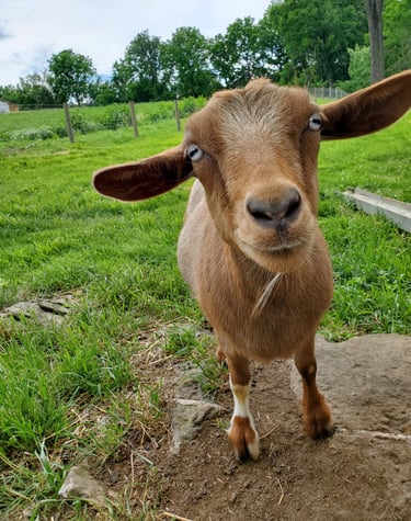 Fainting Goat with Blue Eyes in Myotonic Goat Registry