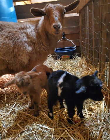 Fainting Goat Kids in Pennsylvania