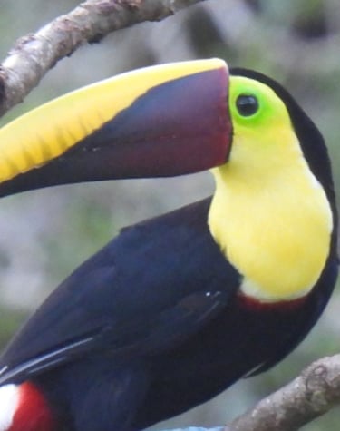 toucan in a tree in Costa Rica