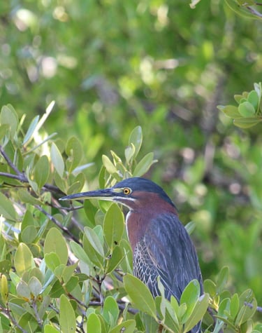 Indian pond heron near mohana river