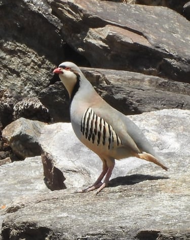 bird in Dolpo