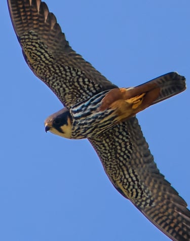 A Hobby in flight
