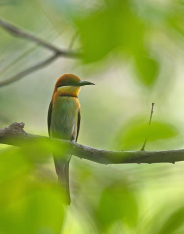 wasp eater in Bardiya