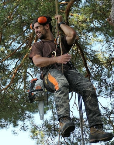 arboriste grimpeur suspendu à un arbre 