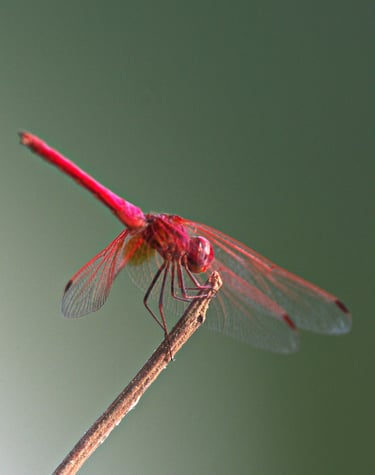 dragonfly in Bardiya
