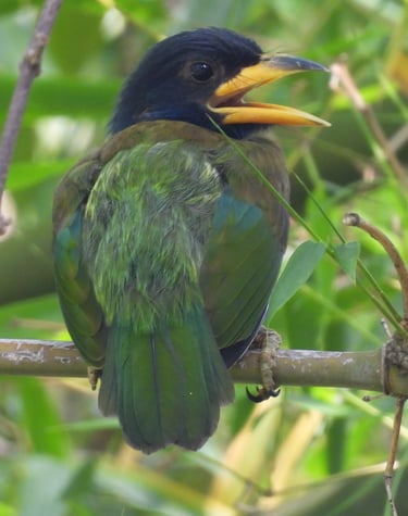 barbet Baby