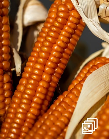 corn on the cob