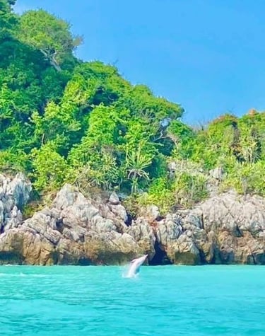 pink dolphin tour samui