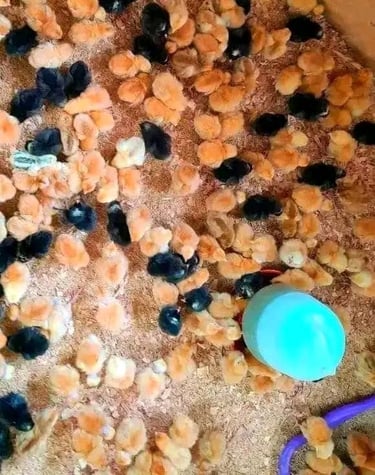 Nos poussins d'un jour solide, et bien portant et de très bon qualité. 