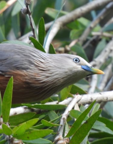 bird in the forest in Dailehk district
