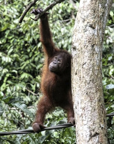 an orangutan on branch in a tree