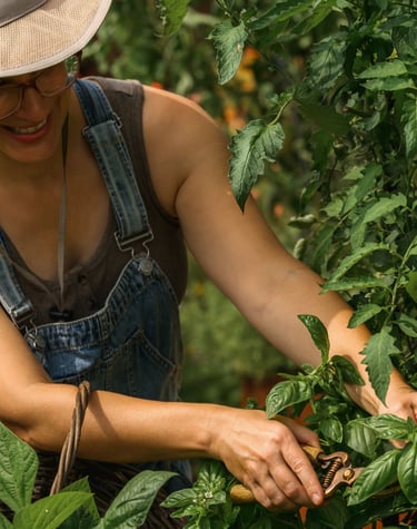 Julie Picchiotti Harvesting Basil from a Kitchen Garden