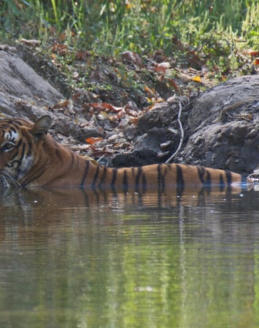 tiger swimming in Bardia National Park