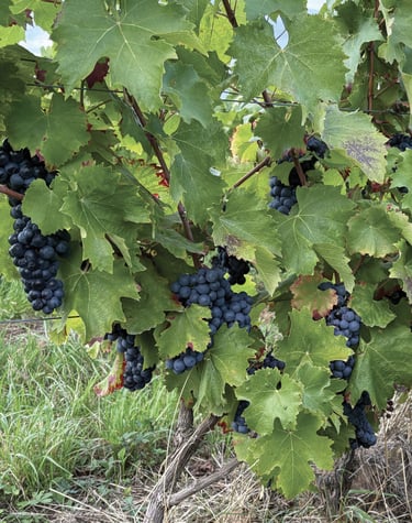 Vendanges 2025 Touraine Amboise rouge