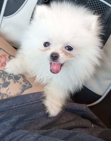 cachorro pomerania en venta buenos aires