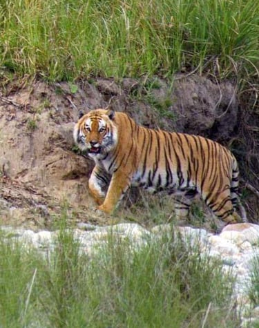 walking tiger in Bardiya