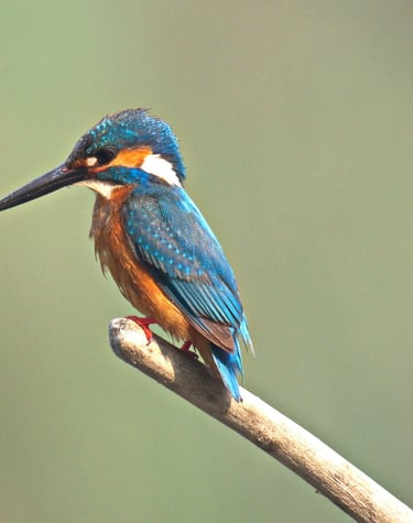 king fisher in Bardiya