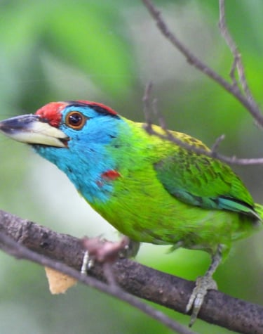gold barbet in bardia