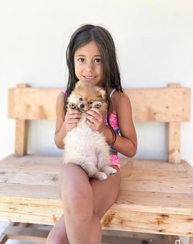 pomerania en venta