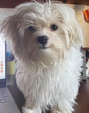 White Maltese Puppy on Desk in office in Dallas Texas