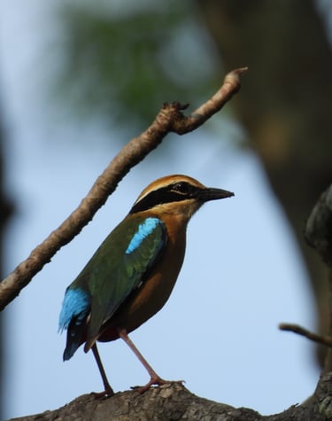 Terai bird in Bardia