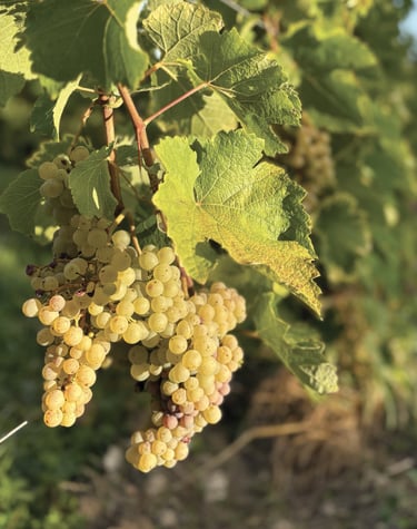 Chenin Amboise Montlouis vendanges closerie de chanteloup