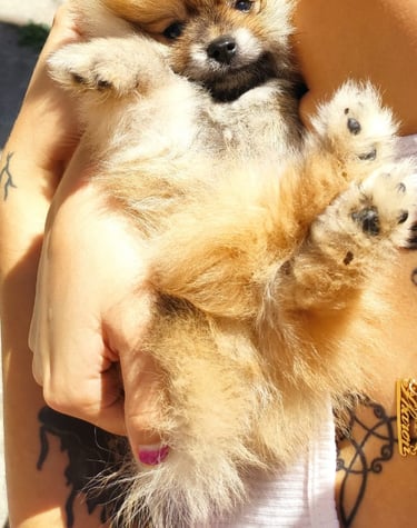 criadero cachorros buenos aires