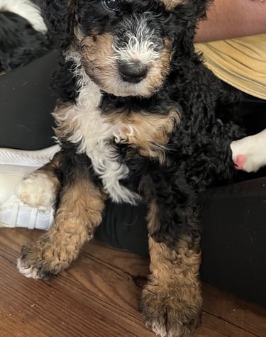 beautiful bernedoodle in wyoming