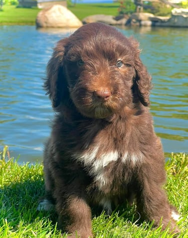 Petit caniche au pelage brun et blanc, parfait pour une nouvelle famille