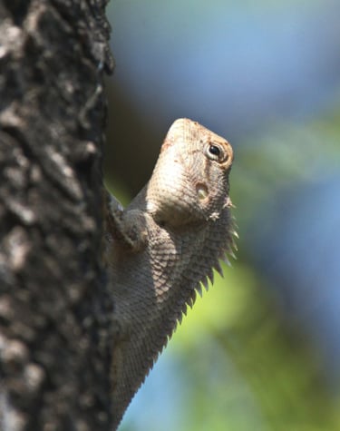 monitor lezard in Bardiya