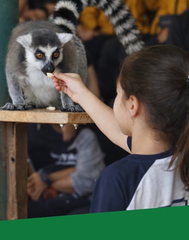 passeio pedagógico fundamental i com acompanhamento educativo