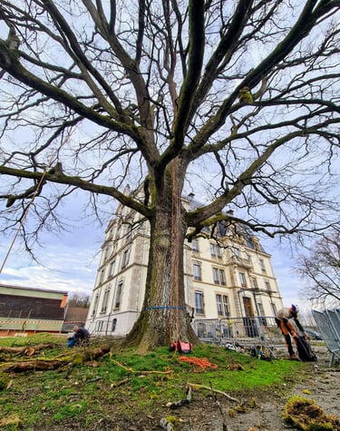 Entretien d'un chêne bicentenaire
