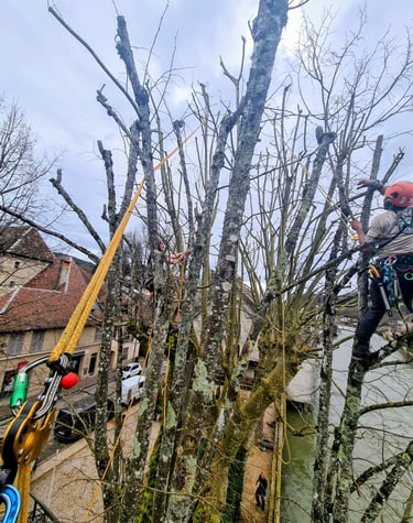 Taille courte sur platane