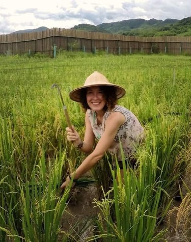 consultora principal recogiendo arroz en proyecto ecológico en Laos