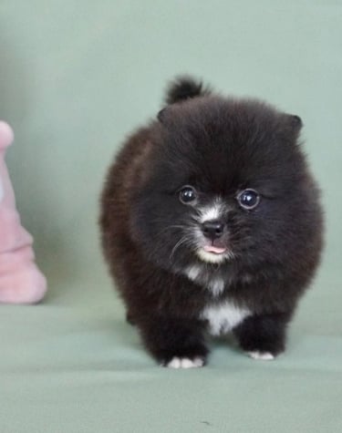 Cachorro Pomerania mini en México con entrega segura