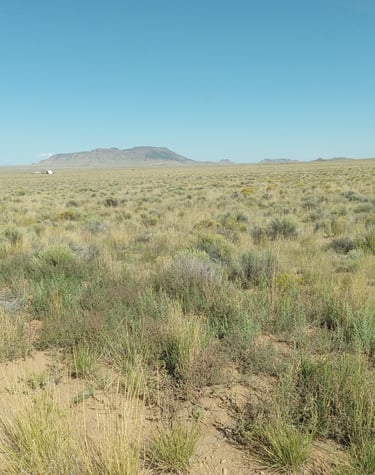 a field with a horse in the middle of the day