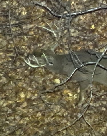 Aerial View of Large Wounded Buck
