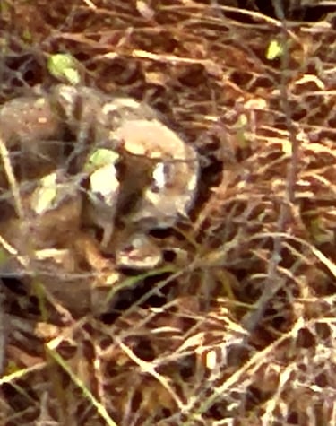 Aerial View of a Coyote Laying Down 