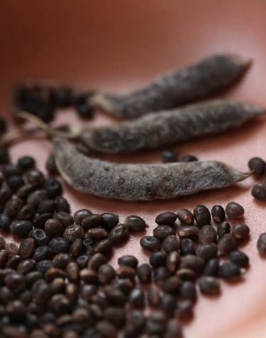 lupine seeds