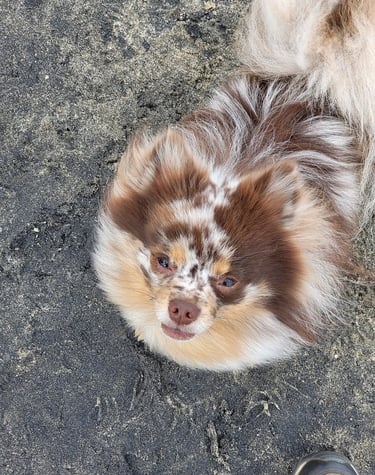 A fluffy brown-and-white Pomeranian with a merle coat lies on dark pavement, gazing up with a squint