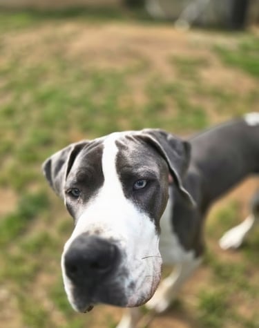 A large gray and white Great Dane with striking blue eyes looks curiously into the camera