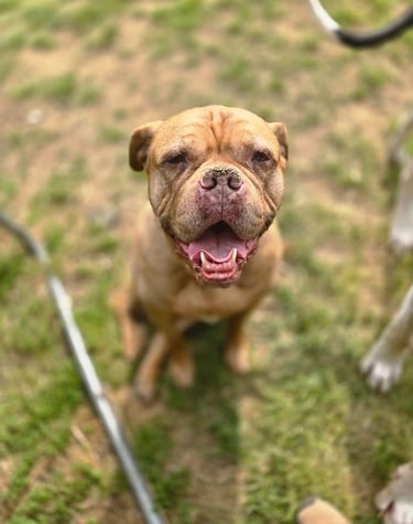 A tan bulldog with a happy face and wrinkled forehead sits on green grass, smiling directly at the c