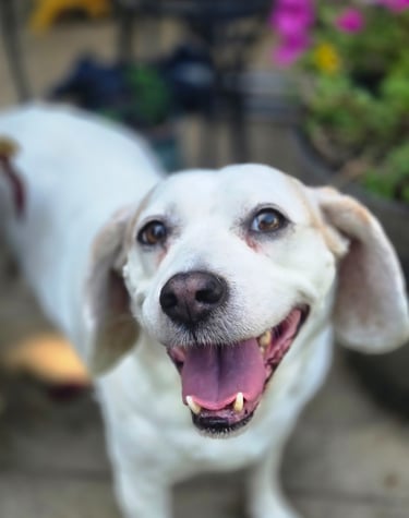 a dog is looking up at the camera and a dog is looking up at the