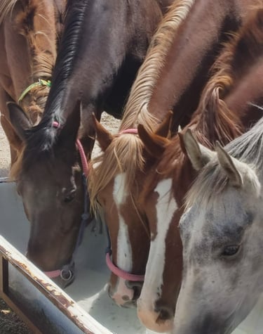 Horseback riding tour