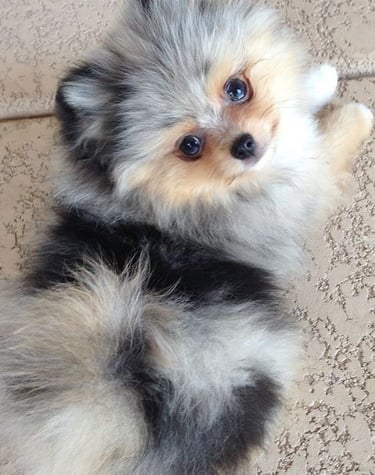 cachorro pomerania en venta argentina