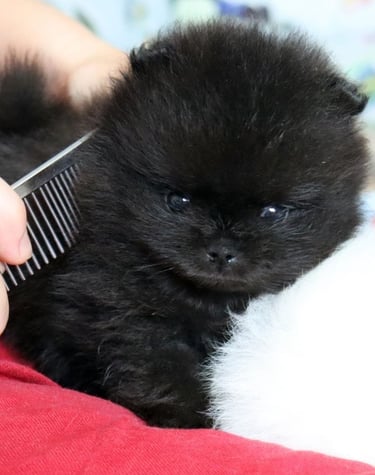 venta de cachorros pomerania