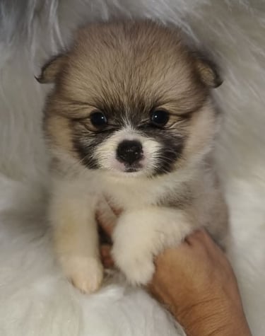 pomerania argentina