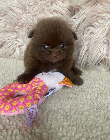 pomerania en venta