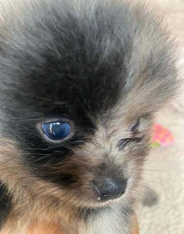 pomerania cordoba