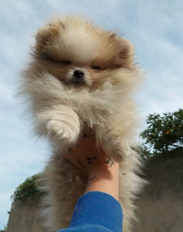 cachorros pomeranians